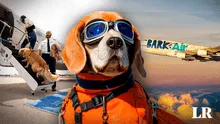 ¡Viaja con tu mascota! Conoce la primera aerolínea pet-friendly del mundo