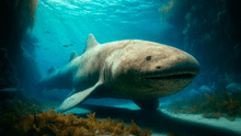 El depredador marino considerado el animal más longevo de todos tiene más de 400 años y vive en el Caribe