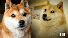 Así es la raza de Kabosu, la perrita de Japón que inspiró al meme Doge y falleció a los 18 años