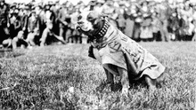 El perro con más condecoraciones de Estados Unidos, que salvó a su batallón en la Primera Guerra Mundial