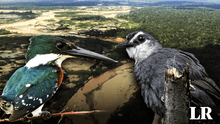 Investigadores identifican en Perú a las aves con la mayor contaminación de mercurio de Sudamérica