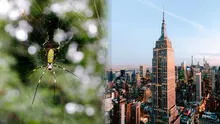 Las gigantescas arañas que podrían verse en Nueva York este verano: ¿Son peligrosas?