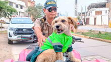 Conoce a 'Barbas', el perro policía que patrulla las calles de Chiclayo desde hace 3 años
