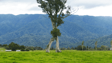 Conoce al extraño 'árbol andante' de 32 metros que sobrevivió a la tala de su bosque en Nueva Zelanda