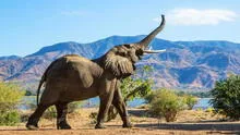 Científicos descubren que los elefantes africanos se ponen nombres para llamarse: "No se basan en imitar"