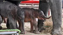 Nacen elefantes gemelos de diferente sexo en Tailandia: ONG afirma que se trata de un caso excepcional