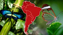 El país de Sudamérica que alberga la mayor variedad de especies de mariposas en el mundo
