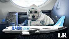 La primera aerolínea para perros y pasajeros ya está disponible en EE. UU.: viajarán en cabinas y no en jaulas