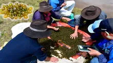 Descubre el 'caviar andino', el milenario alimento consumido por los incas para combatir la anemia