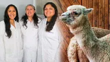 Científicas peruanas van a Corea por invento de vagina artificial que mejora la reproducción de alpacas