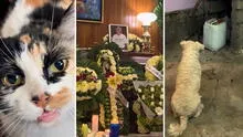 Perrito y gatito tuvieron desgarradora reacción tras la muerte de su dueño: "Lo estaban buscando”