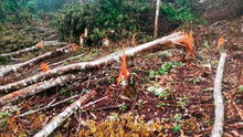 ¡Atentado ecológico! Fiscalía constata deforestación de bosques en cordillera Escalera en San Martín