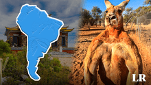 El país de Sudamérica que perdería una 'guerra' contra los canguros de Australia: cada ciudadano pelearía contra 14
