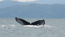 Descubren que las ballenas del océano Pacífico cambian sus hábitos de canto por los humanos