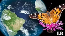 Científicos documentan el viaje de mariposas desde África hacia Sudamérica: más de 4.000 kilómetros