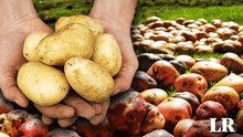 Ni Perú ni Rusia: esta nación supera a potencias latinoamericanas en producción agrícola de papa