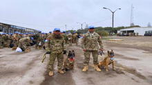 ¡Zarex y Divix se van a África! Conoce a los perros peruanos que participarán en misión de paz de la ONU