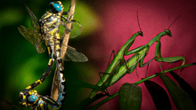 Decapitación, penes desmontables y más: las 6 extrañas costumbres de los insectos durante el sexo