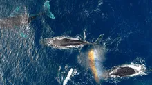 Científicos hallan sorprendente cambio en fisiología de ballenas tras pandemia de COVID-19