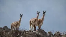 Cerro Verde es reconocida por su contribución a la conservación de la biodiversidad