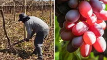 Multinacional logra que productor peruano retire 110 hectáreas de uvas plantadas de forma ilegal