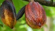 El cacao de Amazonas tendrá su propio Consejo Regulador de la Denominación de Origen