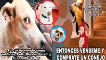 Día Mundial del Perro 2024: Disfruta los memes más hilarantes para celebrar a nuestro mejor amigo de 4 patas