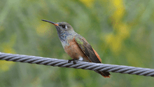 Las 5 especies de colibríes que puedes hallar en Lima si observas con atención y qué lugares frecuentan