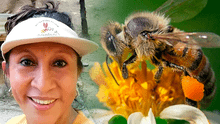 Ingeniera peruana busca salvar a abejas meliponas en peligro de extinción: su miel es la más nutritiva