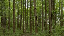 Científicos descubren un tipo de madera única en el mundo que puede ayudar contra el calentamiento global