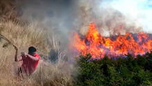 Incendio forestal en Huánuco arrasa más de 150 hectáreas de bosques y afecta a menor