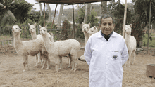 Genética molecular para mejorar la fibra de alpaca