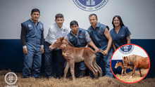 ¡Histórico! Perú logra el primer clon de caballo peruano de paso en Amazonas