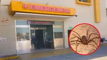 Mujer fallece tras mordedura de araña en su casa en Arequipa: es el primer caso reportado en 2024