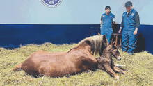 Logran clon del caballo de paso y solo es el inicio