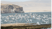 Indecopi suspende procedimiento pedido por la SNP para pescar en Reserva de Paracas