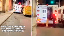 Perrito corre tras ambulancia que lleva a su dueño al hospital, chofer frena y lo suben a vehículo: “Amigo fiel”