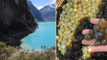 'Caviar de los incas': ¿de qué está hecho el superalimento que previene el cáncer y promueve la salud muscular?