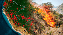 Incendios forestales en Perú 2024 EN VIVO: declaran emergencia 3 regiones tras pérdida de 19.000 hectáreas