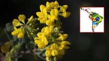 Día de las Flores amarillas 2024: ¿por qué se celebra este 21 de septiembre en toda Latinoamérica?