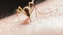 Este es el único país del mundo que no tiene mosquitos ni casos de dengue: no sobreviven por su clima extremo