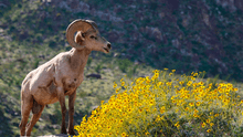 El parque de California en medio del desierto al que puedes ir gratis y conocer la antigua vida silvestre de EE. UU.