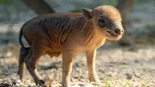 Nace en Estados Unidos un Tapir Malayo, animal en peligro de extinción, y reanima la esperanza sobre su especie