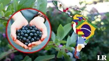 Oro azul: una de las frutas más ricas en antioxidantes que podría romper récord en exportación en Perú