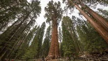 El árbol más alto del mundo tiene más de 2.100 años, mide más de 82 metros y queda en esta ciudad de Estados Unidos