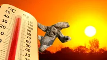 El mamífero más lento del mundo podría extinguirse: las altas temperaturas representan un peligro para los perezosos