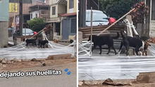 Pavimentaron vereda y perritos de la cuadra lo llenaron de huellas: “Lo hicieron a propósito”