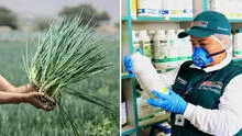 Estudio revela altos niveles de pesticidas en cebolla china del Mercado de Santa Anita: 10.900% más del límite permitido