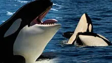 Científicos graban a grupo de orcas devorando delfines en el norte de Chile y descubren nueva forma de caza