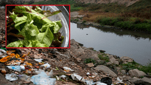 Verduras en Lima se riegan con agua del río Rímac que contiene bacterias resistentes a antibióticos, según científicos